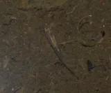 Longnose Killifish, photographed in Florida