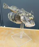 Fourhorn Sculpin, photographed in Uusimaa