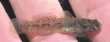 Naked Goby, photographed in Florida
