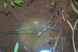 Whitespotted Clarias, photographed in Hainan