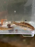 Western Creek Chubsucker, photographed in Illinois