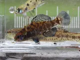 Okefenokee Pygmy Sunfish, photographed in Florida