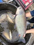 Bigmouth Buffalo, photographed in Ohio