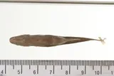 Oregon Chub, photographed in Oregon
