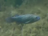 Pahrump Killifish, photographed in Nevada