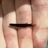 Mangrove Rivulus, photographed in Florida