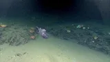 Pacific Flatnose