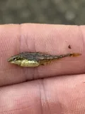 Bloody Stickleback, photographed in Maryland