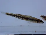 Muscadine Darter, photographed in Alabama