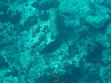 Pinktail Durgon, photographed in Hawaii