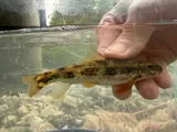 Torrent Sucker, photographed in Virginia