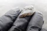 Arrow Goby, photographed in British Columbia