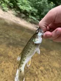 Warrior Bass, photographed in Alabama