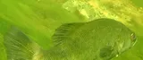 Suwannee Bass, photographed in Florida