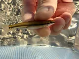 Bluntnose Minnow, photographed in Arkansas