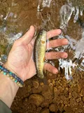 Gila Trout, photographed in Arizona