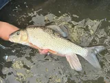 Silver Redhorse, photographed in Ohio