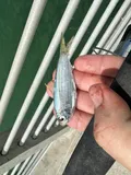 Scaled Sardine, photographed in Florida