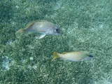 Dog Snapper, photographed in Le Marin