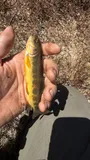 Golden Trout, photographed in California
