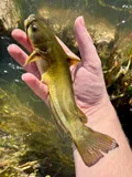 Yellow Bullhead, photographed in Texas