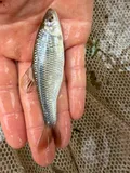 Bluntface Shiner, photographed in Mississippi