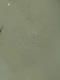 Bay Anchovy, photographed in Florida