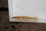 Bankhead Darter, photographed in Alabama