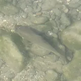 Gray Redhorse, photographed in Texas