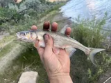 Pahranagut Roundtail Chub, photographed in Colorado