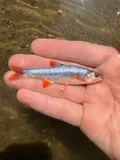 Scarlet Shiner, photographed in Ohio