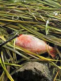 Goldfish, photographed in Australian Capital Territory