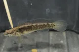 Blackfin Darter, photographed in Tennessee