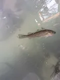 Pacific Tomcod, photographed in California