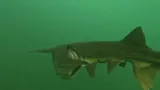 American Paddlefish, photographed in Illinois