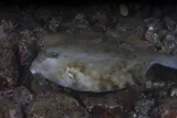 Spiny Boxfish, photographed in Nusa Tenggara Timur