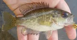 Rock Bass, photographed in Tennessee
