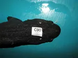 Black Roughscale Catshark