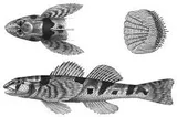 Maryland Darter, photographed in Maryland