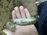 Warrior Bass, photographed in Alabama