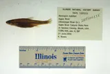 Ozark Minnow, photographed in Illinois