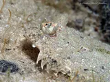 Eyed Flounder, photographed in Florida