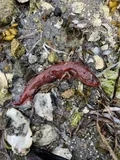 Red Brotula, photographed in British Columbia