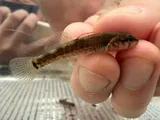 Paleback Darter, photographed in Arkansas