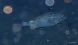Kumu, photographed in Hawaii