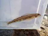 Warioto Darter, photographed in Tennessee