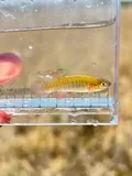 Banded Topminnow, photographed in Florida