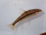 Western Creek Chubsucker, photographed in Tennessee