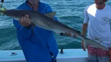 Atlantic Sharpnose Shark, photographed in North Carolina