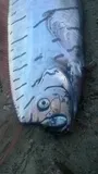 Oarfish, photographed in Otago